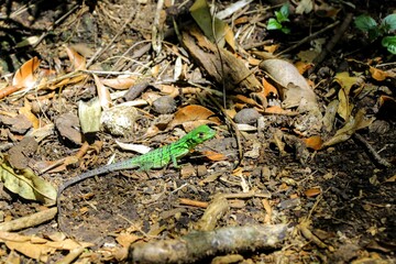 Faune du Costa Rica