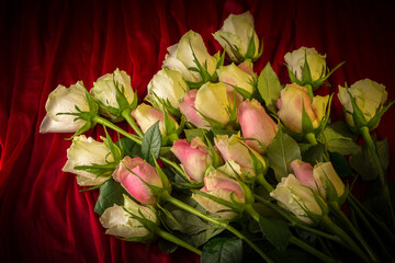 big bouquet of white and pink roses for different occasions, wishes and congratulations on a colored background