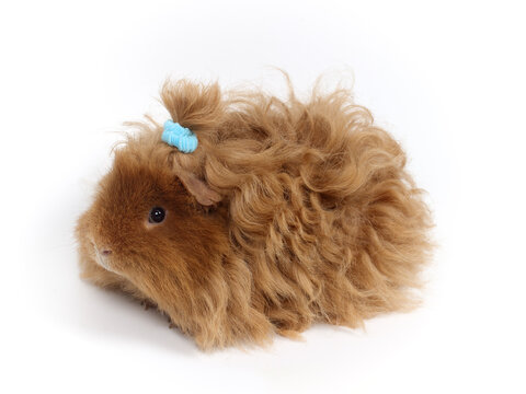 Curly guinea pig with a ponytail. Studio photo isolated on white background. Lunkarya breed.