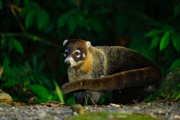 Faune du Costa Rica