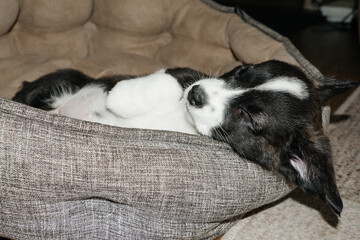 sleeping and cute corgi puppy, at home