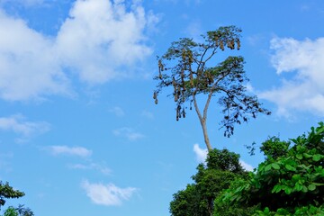 Oiseaux tropicaux du Costa Rica, Amérique Centrale