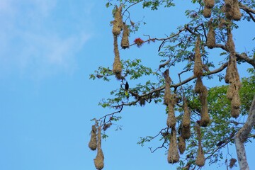 Oiseaux tropicaux du Costa Rica, Amérique Centrale