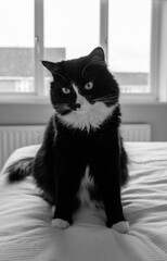 Tuxedo Cat