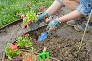 Fototapeta premium Gardener woman planting flowers in the garden at sunny morning
