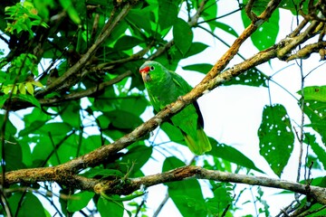 Oiseaux tropicaux du Costa Rica, Amérique Centrale