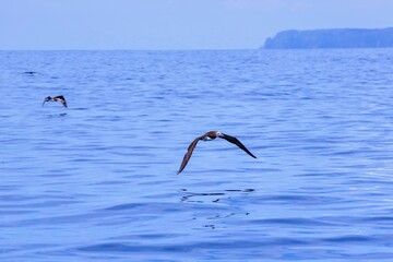 Oiseaux tropicaux du Costa Rica, Amérique Centrale