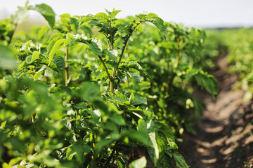 Obraz premium Young potato plant growing on the soil.Potato bush in the garden.Healthy young potato plant in organic garden. Organic farming. Field of green potato bushes. selective focus. cope space