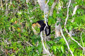 Faune tropicale du Costa Rica