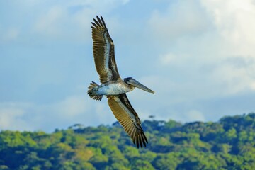 Oiseaux tropicaux du Costa Rica, Amérique Centrale
