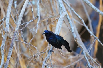 Oiseaux tropicaux du Costa Rica, Amérique Centrale