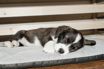 sleeping and cute corgi puppy, at home