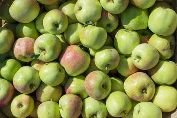 Apples in a box Outdoor. Sunny Background. Autumn Garden