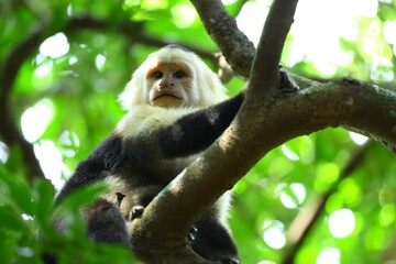 Faune tropicale du Costa Rica