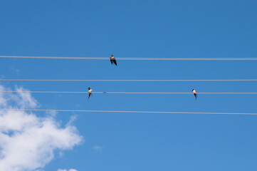 Three swallows sitting on electrical wires against the blue sky