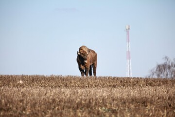 Bison © Adam Stepnicki