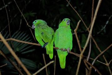 Oiseaux tropicaux du Costa Rica, Amérique Centrale