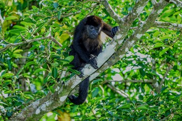Fototapeta premium Faune du Costa Rica