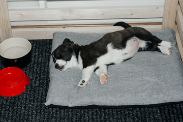 sleeping and cute corgi puppy, at home