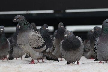 The leader of the pigeons at the front
