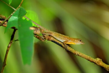 Faune du Costa Rica