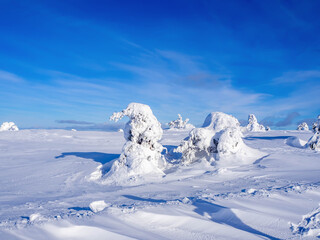 Snow covered trees on top of a fell in Levi, Lapland, Finland