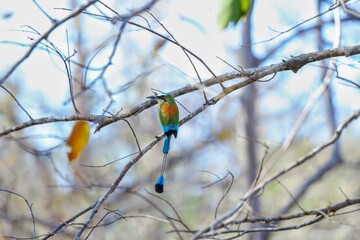 Oiseaux tropicaux du Costa Rica, Amérique Centrales