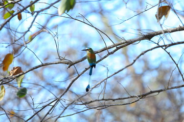 Oiseaux tropicaux du Costa Rica, Amérique Centrales