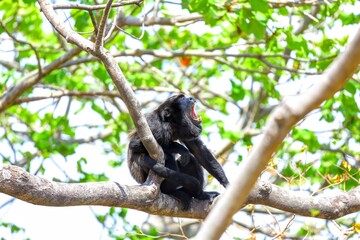 Faune du Costa Rica