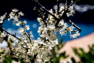 bush with white flowers in spring