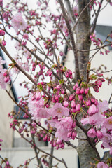 Pink Flowering Cherry  tree in spring