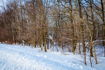 Forest with snow by the road.