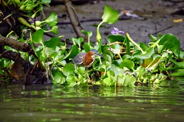 Oiseaux tropicaux du Costa Rica, Amérique Centrales