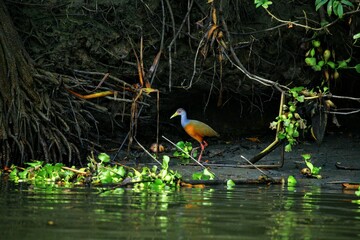 Oiseaux tropicaux du Costa Rica, Amérique Centrales