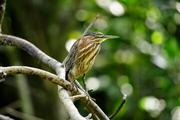 Oiseaux tropicaux du Costa Rica, Amérique Centrales