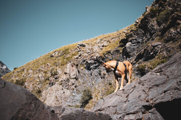 Fototapeta na wymiar Perro escalador curioso