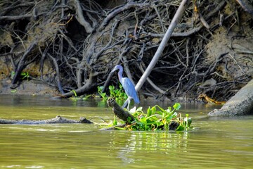 Oiseaux tropicaux du Costa Rica, Amérique Centrales