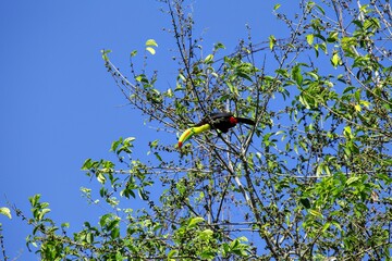 Oiseaux tropicaux du Costa Rica, Amérique Centrales