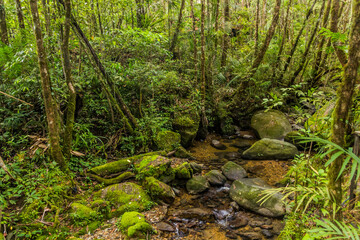 Rainforest of Kinabalu Park, Sabah, Malaysia