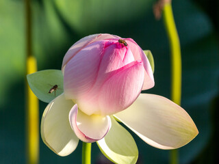 Spring, the time of lotus blooming in a pond, in Buddhism-a symbol of purity, Nelumbo nucifera, L;