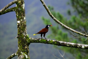 Oiseaux tropicaux du Costa Rica, Amérique Centrales