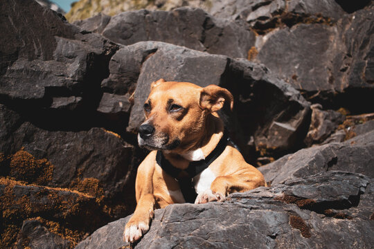 Perro tomando el sol sobre rocas