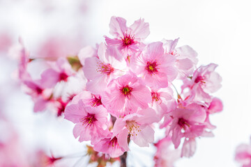 Naklejka na ściany i meble 春の桜、ピンク