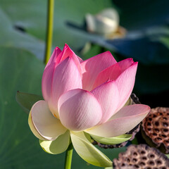Spring, the time of lotus blooming in a pond, in Buddhism-a symbol of purity, Nelumbo nucifera, L;