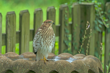 Coopers Hawk on a Backyard Bird bath