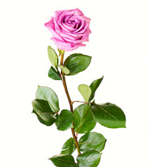 Beautiful pink purple rose with long stem isolated on white background