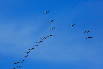 Oiseaux tropicaux du Costa Rica, Amérique Centrales