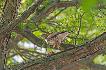 Coopers Hawk Watching While Eating its Catch