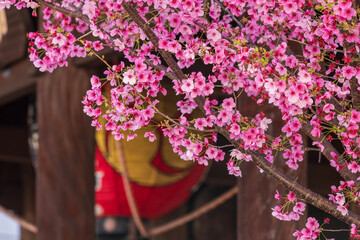寺の門の大提灯と春の桜
