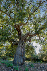 Alcornoques en el Parque Nacional de Monfrag&uuml;e. Red Natura 2000.Arboles centenarios. Extremadura. Espa&ntilde;a